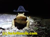 /home//u458753944/public_html/sourcegallery////Roxborough Toad Detour/2020/2020-04-08 or 9th/92780589_10222246755626747_9119462269565009920_n.jpg